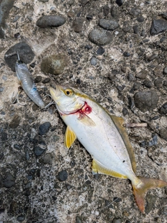 ショゴの釣果