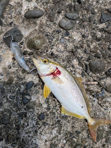 ショゴの釣果