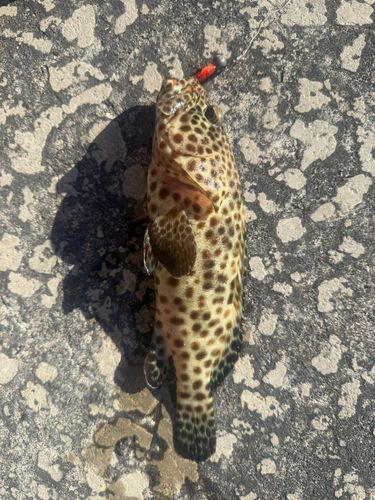 イシミーバイの釣果