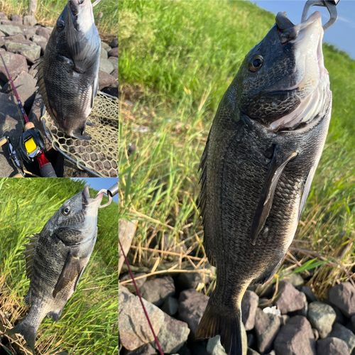 クロダイの釣果