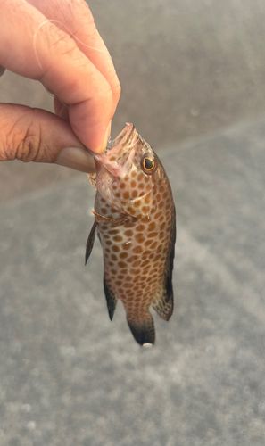 オオモンハタの釣果