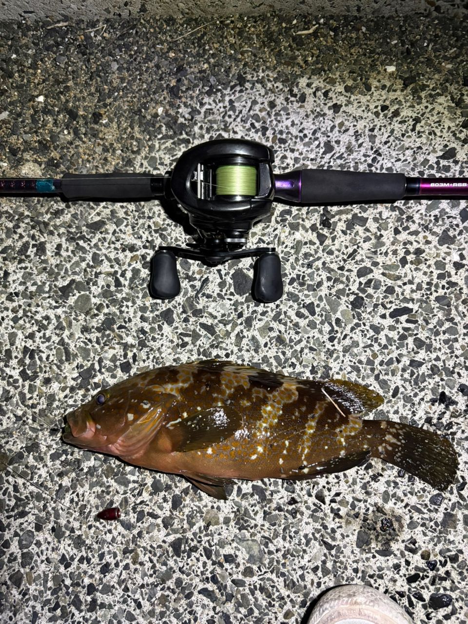 DAIWA 23ハートランド リベラリスト 803M+RSB-22の最安値・インプレ