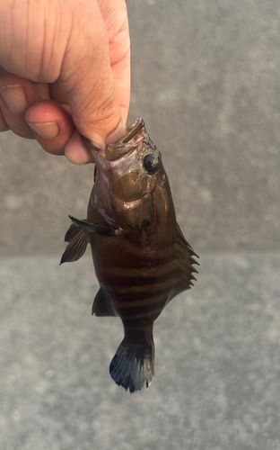 ヤミハタの釣果