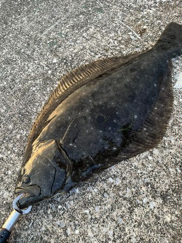 ヒラメの釣果