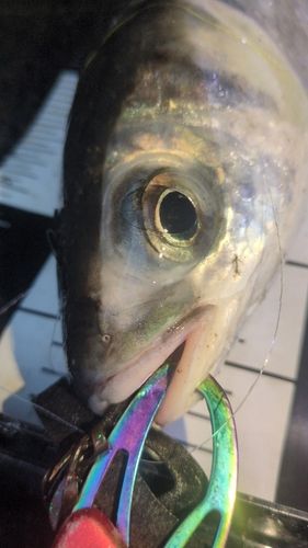 ボラの釣果
