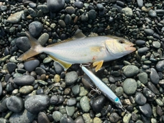 ショゴの釣果