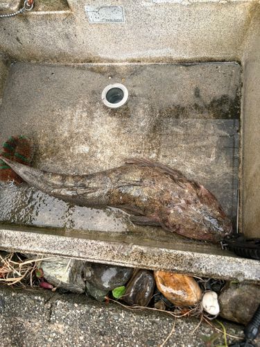 マゴチの釣果