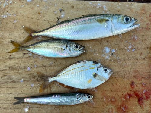 イワシの釣果