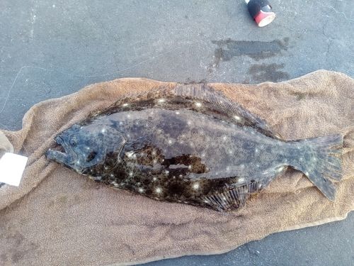 ヒラメの釣果