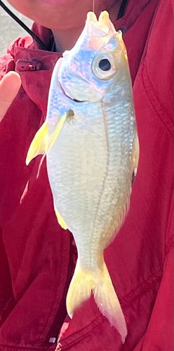 ユメウメイロの釣果