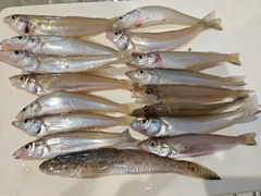 キスの釣果