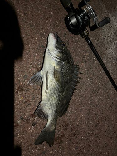 チヌの釣果