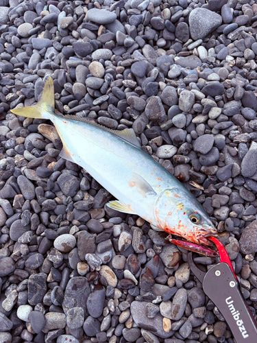 ワカシの釣果