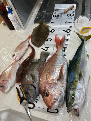 マダイの釣果