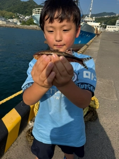 ヒメジの釣果