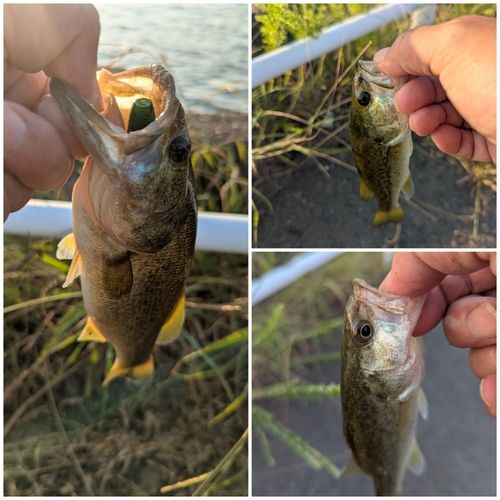 ブラックバスの釣果