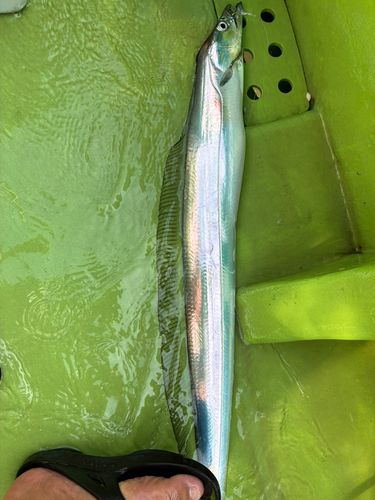 タチウオの釣果