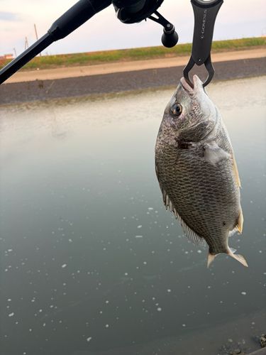 キビレの釣果
