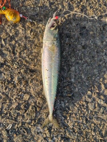 サバの釣果