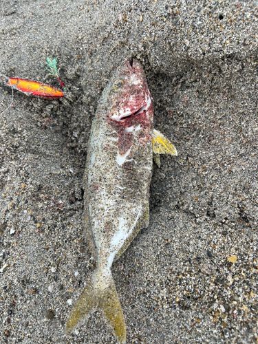 シオの釣果