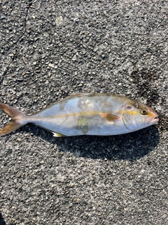 シオの釣果