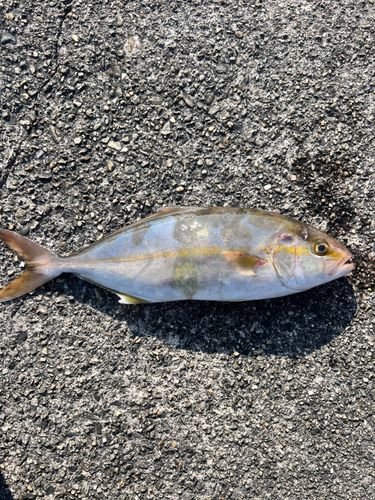シオの釣果