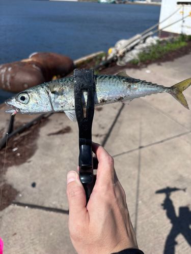 サバの釣果