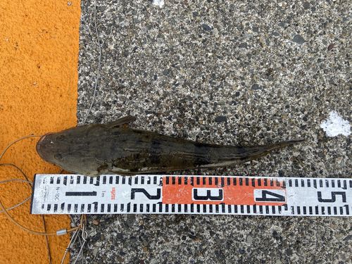 マゴチの釣果