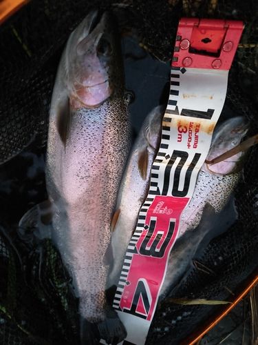 ニジマスの釣果