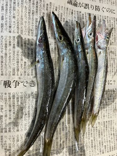 カマスの釣果