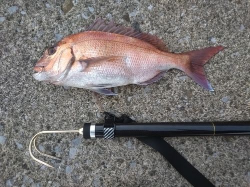 タイの釣果