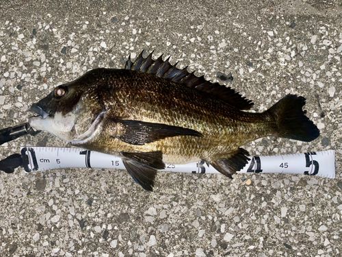 チヌの釣果