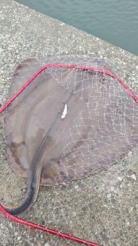 アカエイの釣果