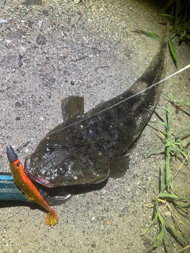 マゴチの釣果