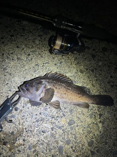 クロソイの釣果