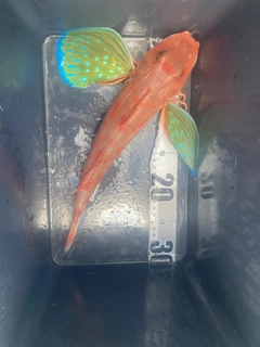 ホウボウの釣果