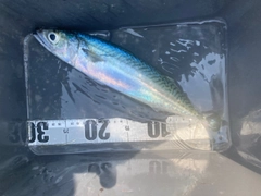 サバの釣果