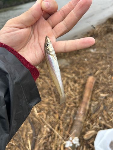 キスの釣果