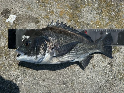 チヌの釣果