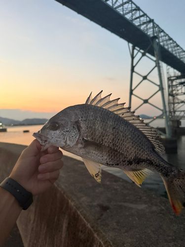 キビレの釣果