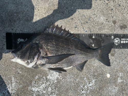 チヌの釣果