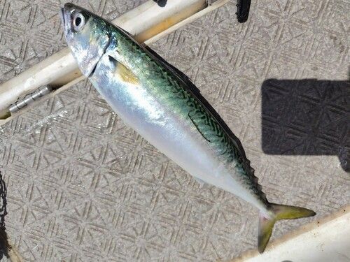 マサバの釣果