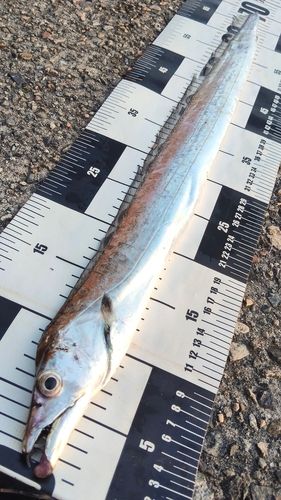 タチウオの釣果