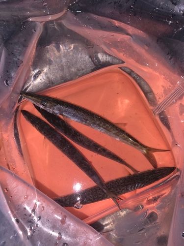 カマスの釣果