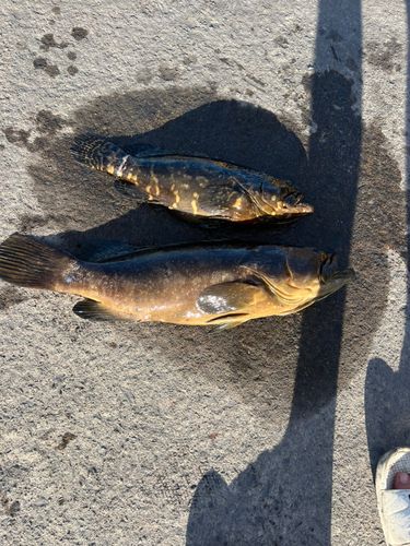 クエの釣果