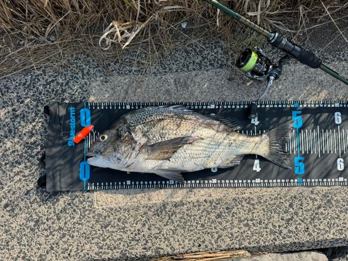 チヌの釣果