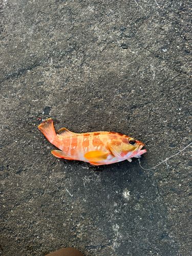 アカハタの釣果