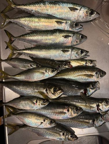 アジの釣果
