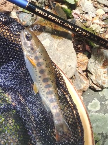 アマゴの釣果
