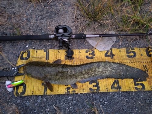 ニホンナマズの釣果